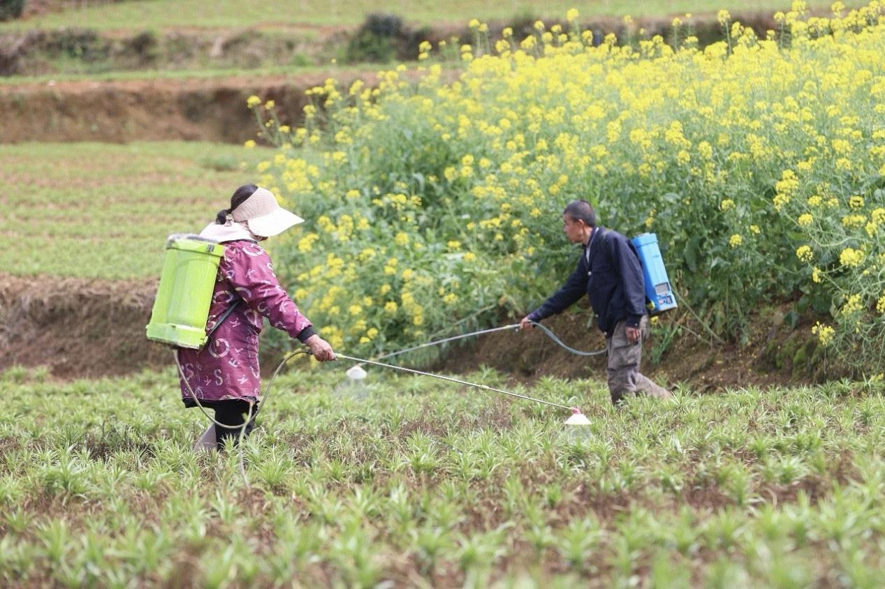 工行凯里岑巩支行：金融活水“滴灌”百合产业 百亩良田绘振兴“丰”景
