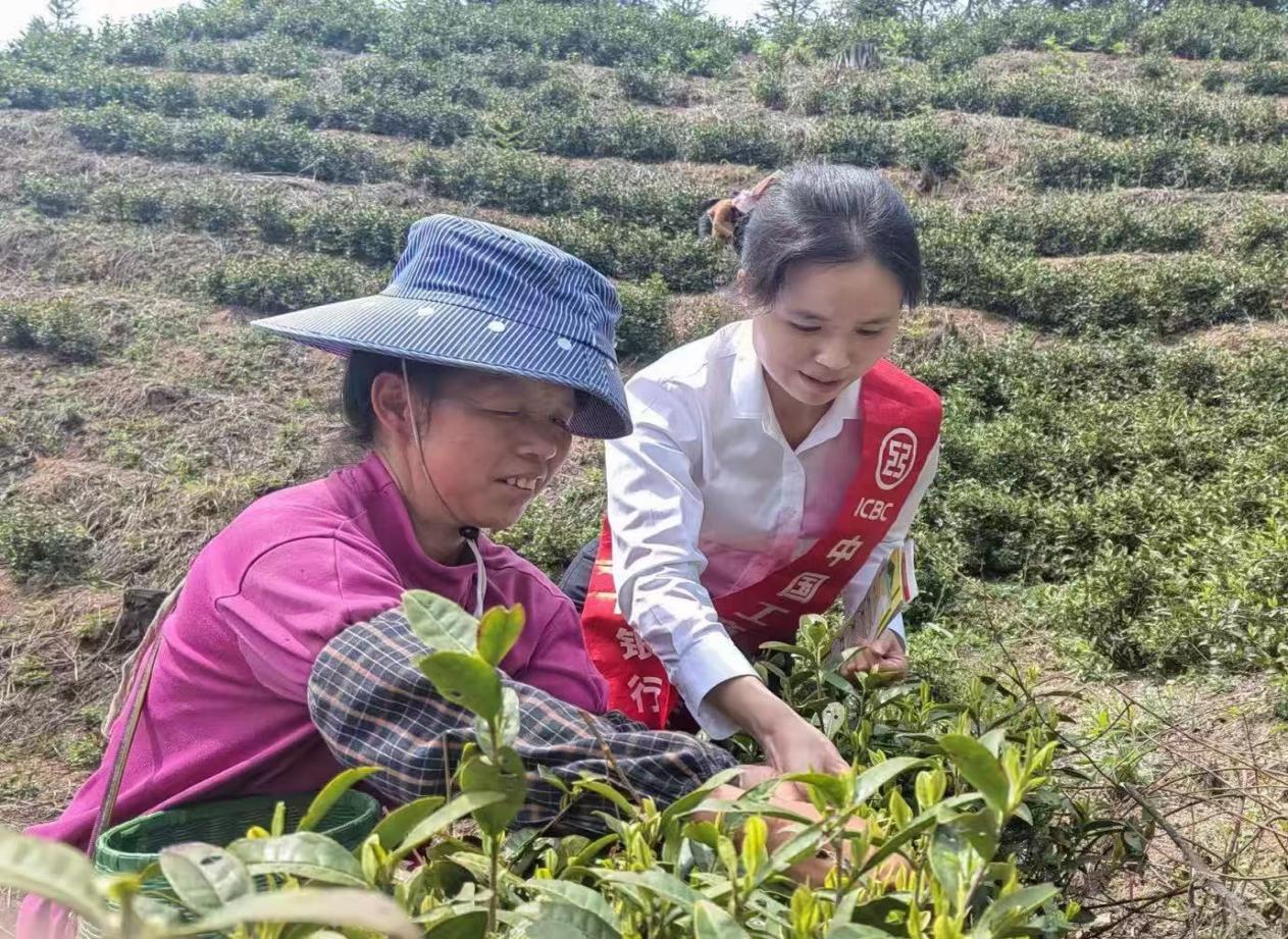 工行凯里榕江支行：金融“活水”润乡土 绘就振兴新图景